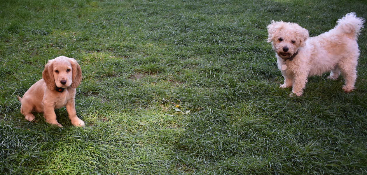 Puppy Survival Thread: muddy footprints into Spring 2022
