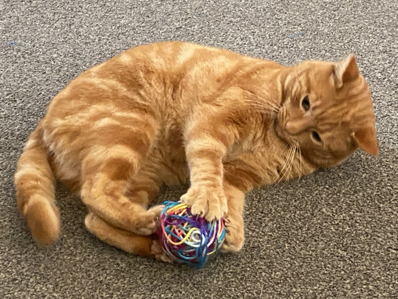 If you had a ginger cat what would you call it ?