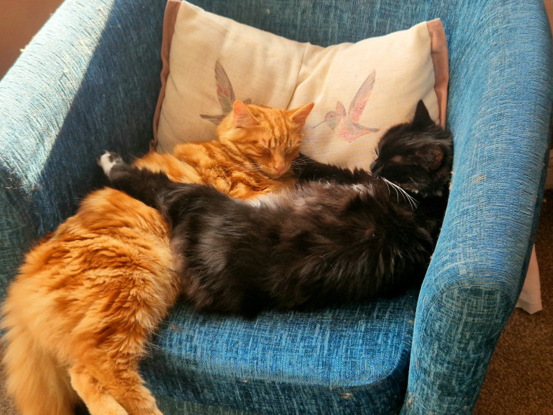Cat photo thread