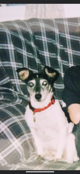Jack Russell. Longest living breed 🙂