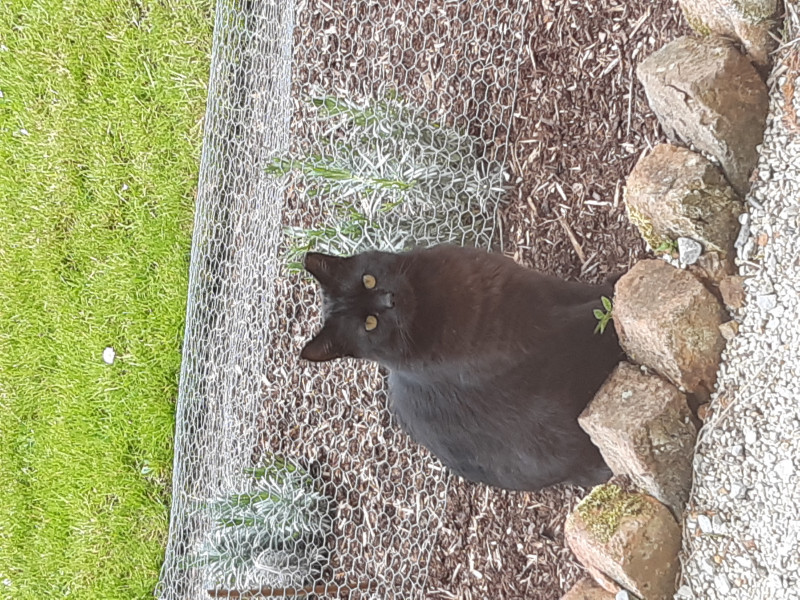 Cat photo thread