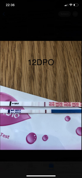 What did your lines look like 12dpo?