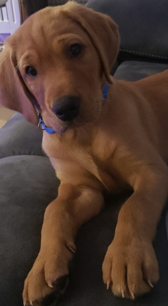 Bitey puppy