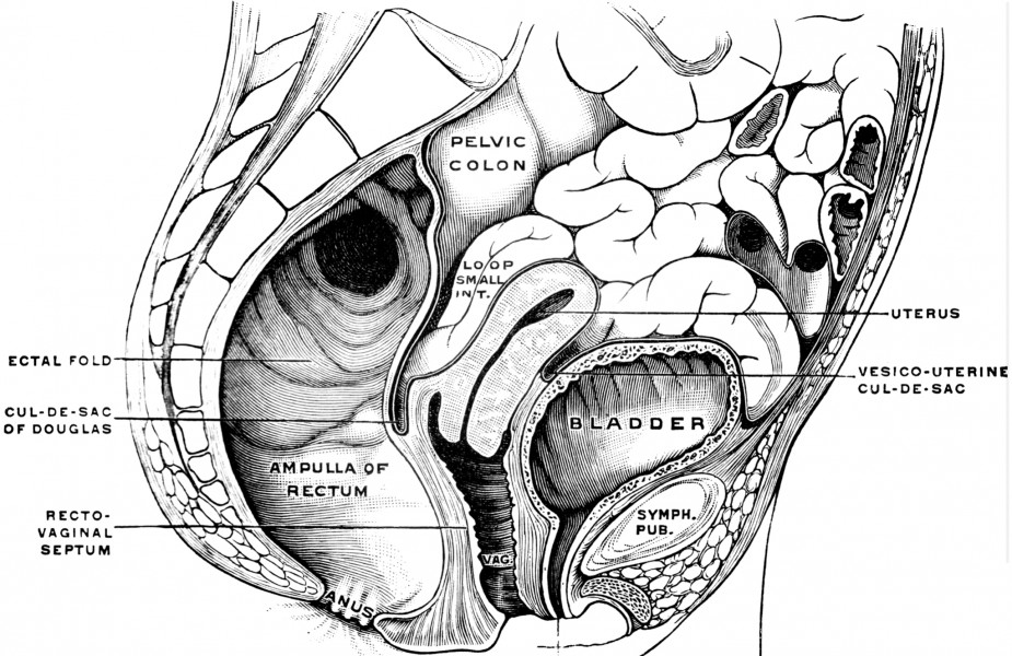 Clitoris