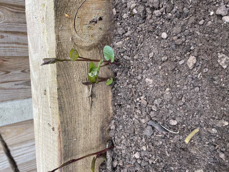 The Vegetable Patch