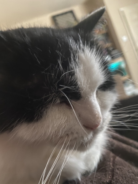 Is this sweet boy a British Shorthair cross? Or just a moggie? 
