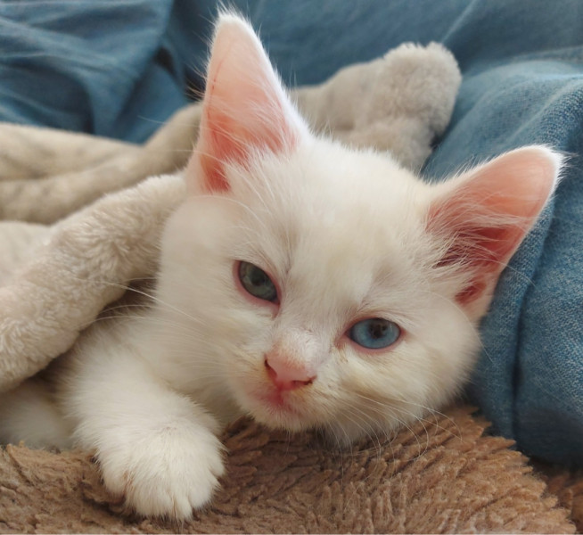 Kitten name help