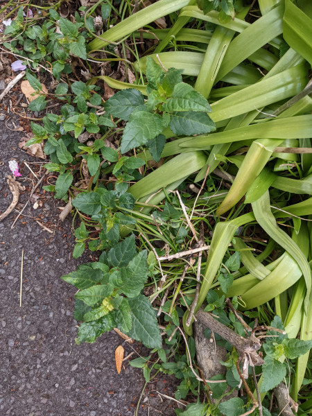 Anyone know what this suckering plant is?