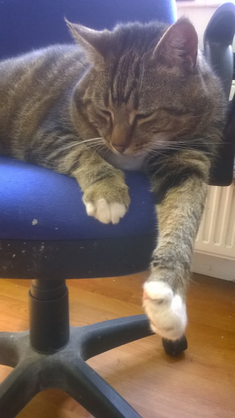 Not my cats and friends