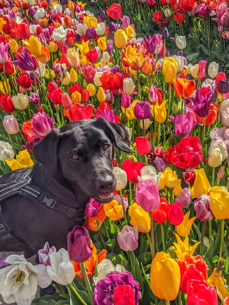 Puppy Survival Thread: muddy footprints into Spring 2022