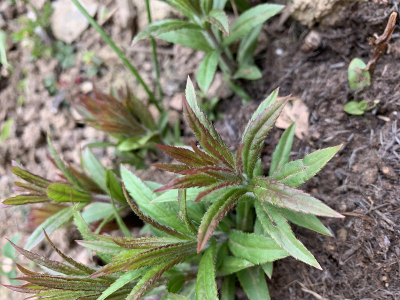 Is this a weed or baby verbena bonaris?
