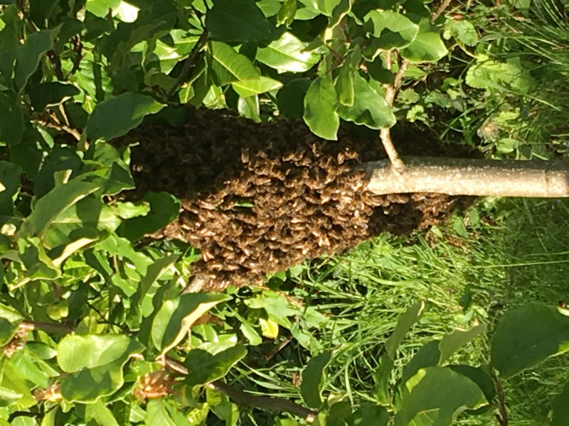 to give you the heeby jeebies wasps/bees