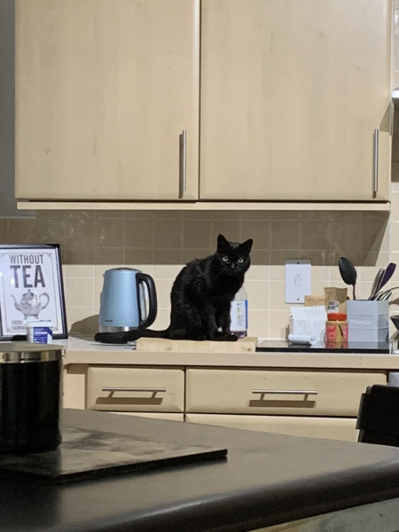 Not my cats and friends