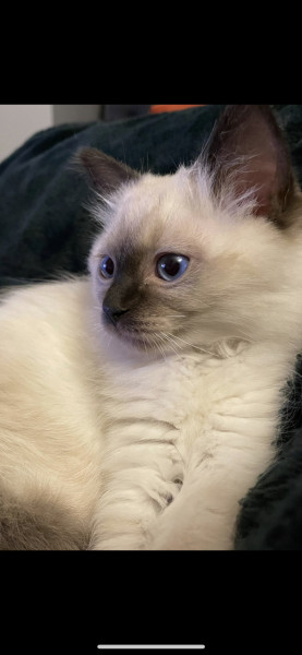 Just wanted to share a photo of my daughter's new kitten!