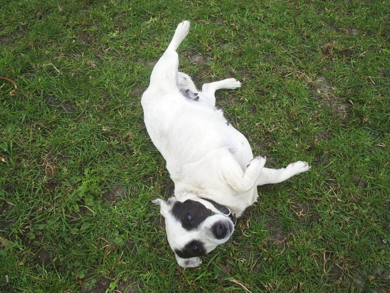 Jack Russell. Longest living breed 🙂