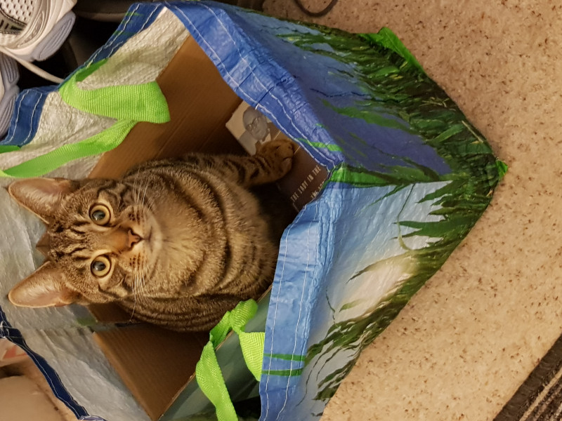 Missing cat and seeming unlikely he'll come home