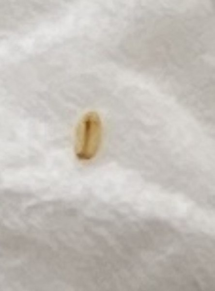 Help! Is this a nit (pic)