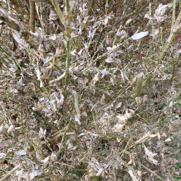 What are these insects on my tree (pics included)?