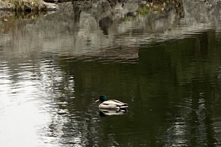 Come and tell me your dull and unexciting news 22: Calmly through the day