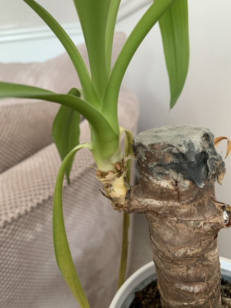 My yucca is not happy