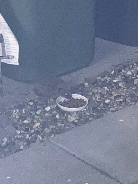 Can you train a hedgehog?