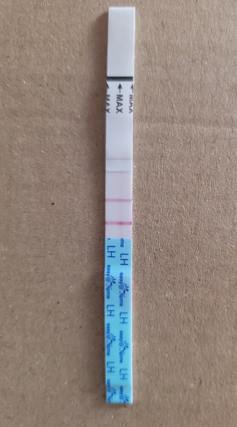 Is this positive? (Ovulation)