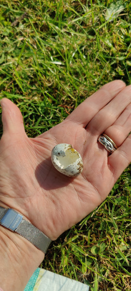 Anyone good at bird egg ID?