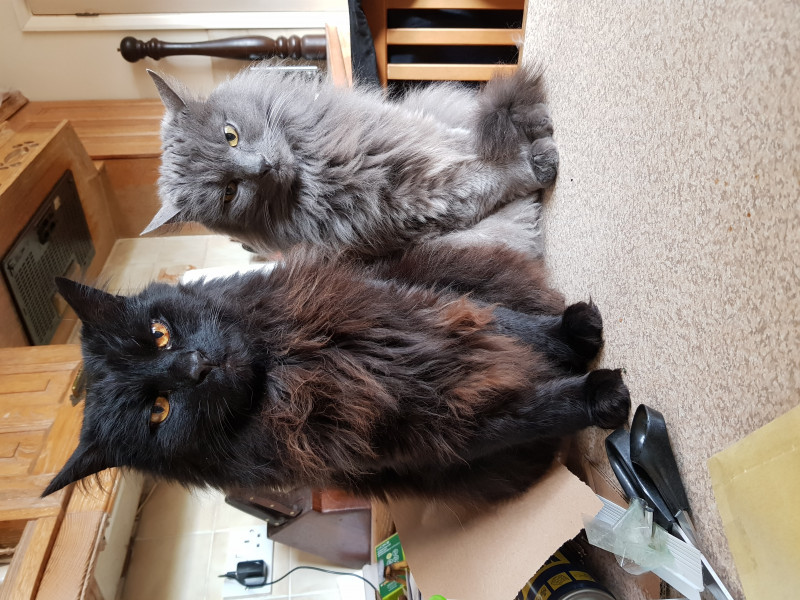Not my cats and friends