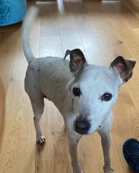Jack Russell. Longest living breed 🙂