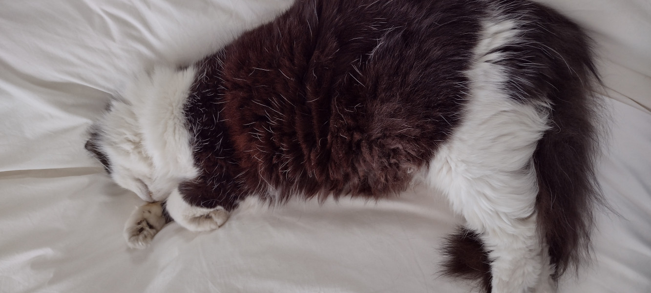 Not my cats and friends