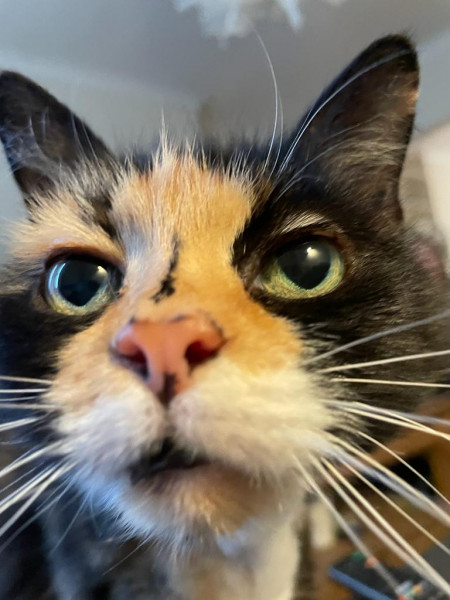 My new baby - 11 yr old calico girl 💕