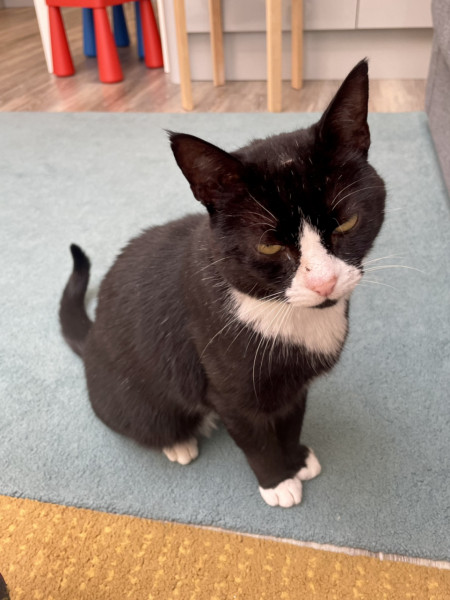 Is this sweet boy a British Shorthair cross? Or just a moggie? 