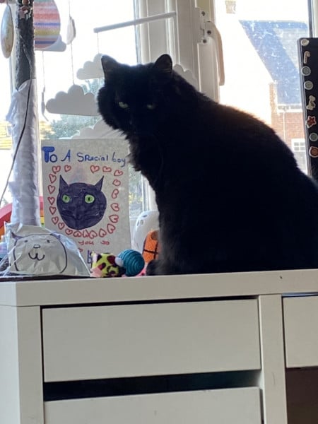 Cat photo thread