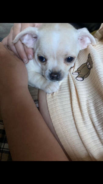 Chihuahua pup coming home on Monday!