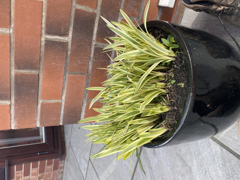 What are your agapanthus bulbs planted in pots this spring looking like?
