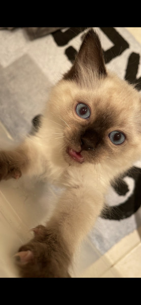 Just wanted to share a photo of my daughter's new kitten!