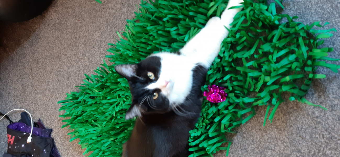 Can anyone recommend a good cat tracker?