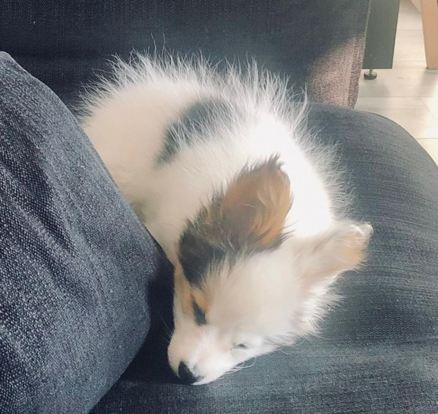 Bitey puppy