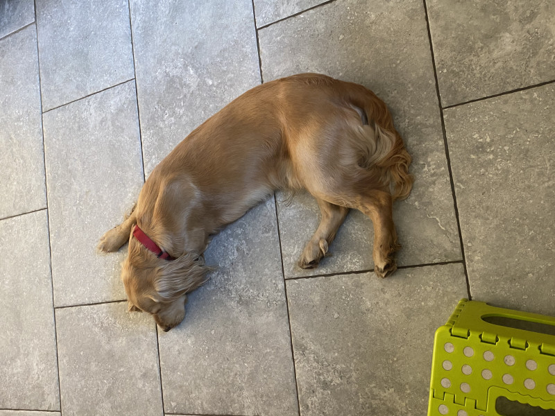 Puppy Survival Thread: muddy footprints into Spring 2022