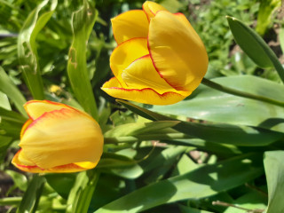 Are these the very best tulips?