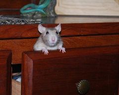 Just opened a drawer and found a dead rat
