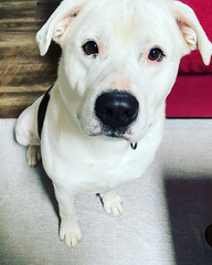 To think dogs are fantastic?