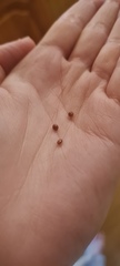 Wtf in my bed??