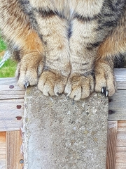 Thug cat part 4.  After all, it's not my Axminster.