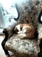 If you had a ginger cat what would you call it ?