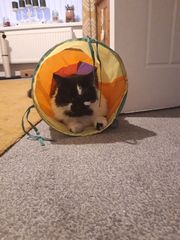 Cat photo thread