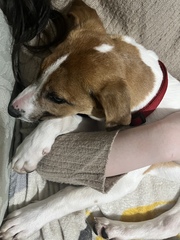 Would anybody like to guess the breeds of my new cross puppy?