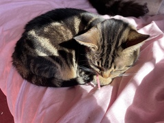 Not my cats and friends