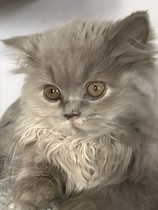 Has anyone got a product which removes cat hair from the air?