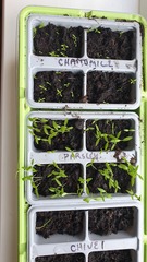 Herb seedling query